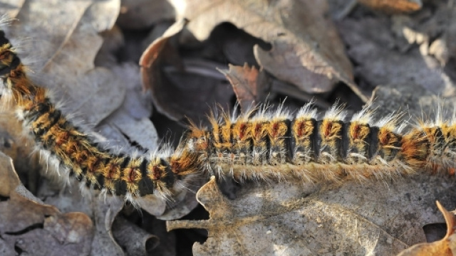Come riconoscere la Processionaria