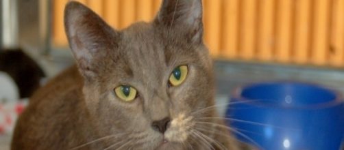 Daily CatScope for Libra - wordpress.com