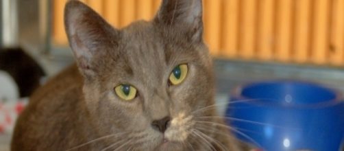 Daily CatScope for Sagittarius - wordpress.com