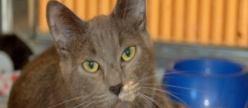 Daily CatScope for Virgo - wordpress.com