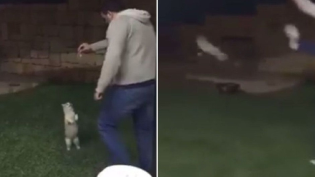 Attira un gatto e gli d&agrave; un calcio: verit&agrave; o fake?