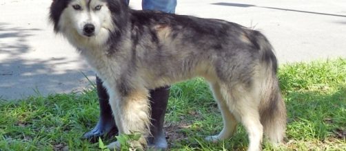 Dog gets rescued from freezing water .......... - siberrescue.com