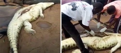 Imagens de crocodilo com crian&ccedil;a no est&ocirc;mago repercute na Europa (CEN via Metro)