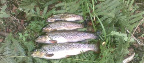 Truchas aut&oacute;ctonas del r&iacute;o Arnoya. Orense