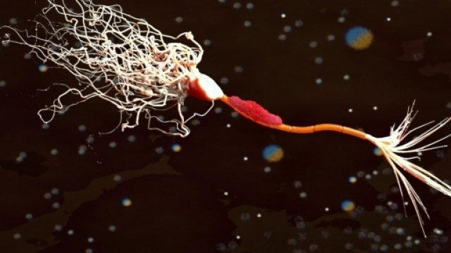 Modello di neurone attaccato da linfocita di tipo T (https://www.turbosquid.com/3d-models/neuron-myelin-t-cell-3d-model/1013065)