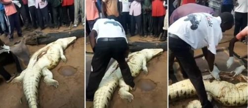 Moradores encontram crian&ccedil;a dentro da barriga de crocodilo (Foto: Reprodu&ccedil;&atilde;o/V&iacute;deo)