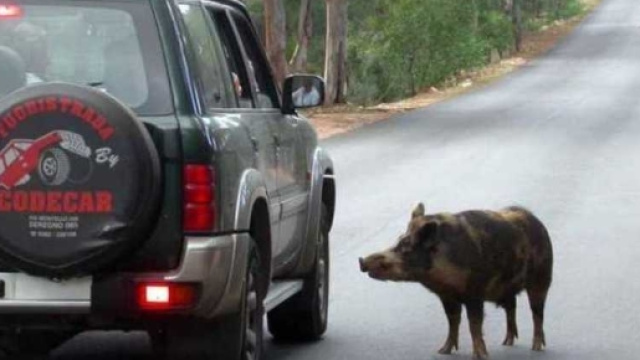 Ennesimo scontro mortale con un cinghiale, questa volta in citt&agrave;