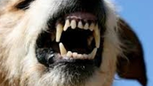 Sardegna, cadavere di un anziano azzannato dai cani randagi