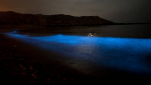 Un spectacle rare et unique en Tasmanie