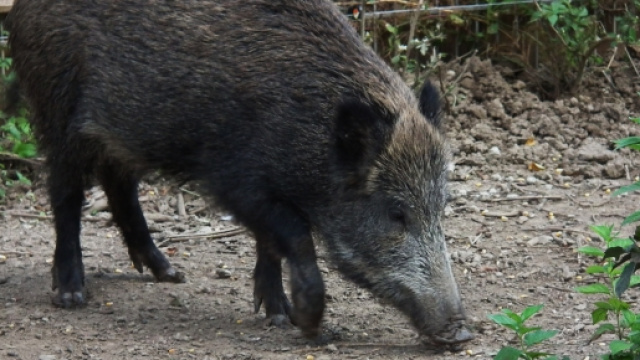 Roma, cinghiale causa la morte di un centauro in zona Cassia