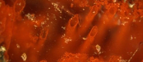 Scientists may have found Earth's oldest fossils | The New Daily - com.au