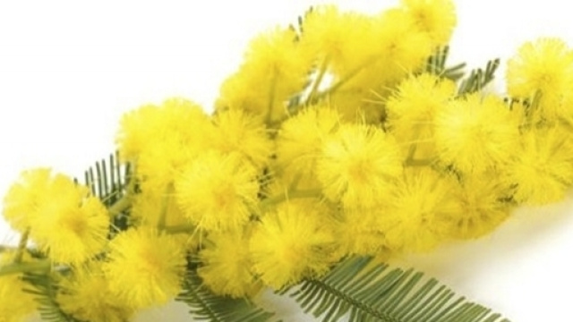 Regalare una mimosa e/o una torta mimosa per la festa dell'8 Marzo