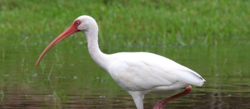 Birds cause Sarcocystis - en.wikipedia.org/wiki/American_white_ibis