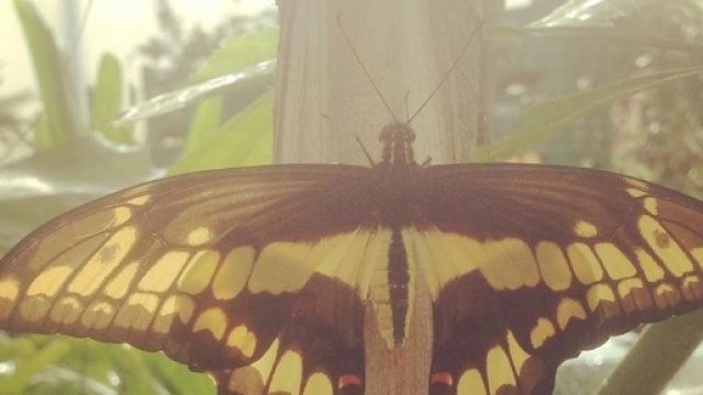 Un angolo di paradiso a Roma: apre il 25 marzo la Casa delle farfalle. Foto: facebook.