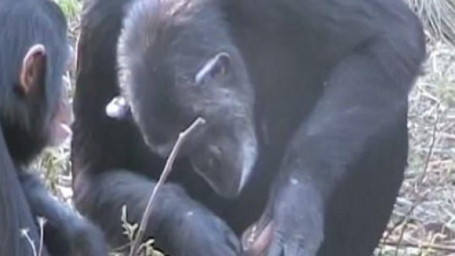 Una mamma scimpanz&egrave; pulisce i denti al figlio morte, comportamento mai visto. Foto: youtube