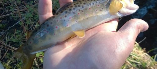 Fish offer evolutionary insights &mdash; Administrator - frtu.org