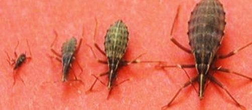 Inseto que &eacute; apelidado por barbeiro e que pode matar