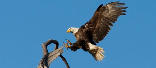 The iconic eagle's largest threat: wind farms. skeeze/Pixabay