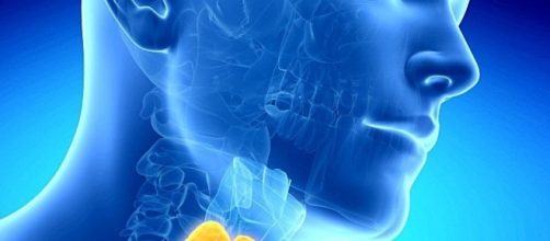 Una tiroides enferma puede causar da&ntilde;os en todo el cuerpo ... - bitacoramedica.com