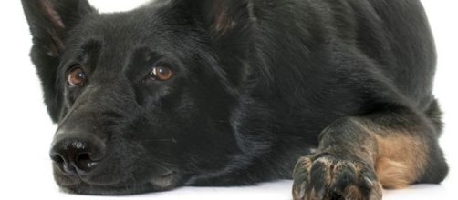 Wolf-hybrid dog confiscated, heartbroken family fights for ... - wsbradio.com