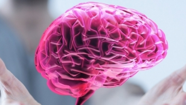 Sviluppo durante l'adolescenza ed evoluzione del cervello umano sono strettamente legati