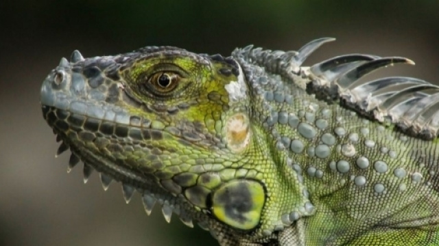 Green Iguanas, Green Iguana Pictures, Green Iguana Facts ... - nationalgeographic.com