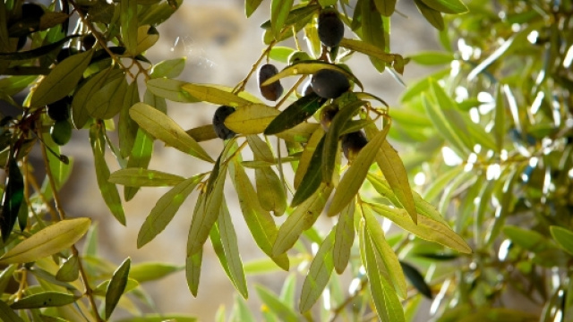 Il fascino ed i colori sgargianti degli ulivi