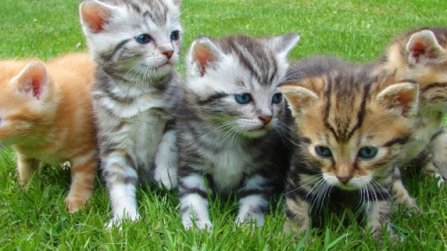 Kittents - via Pexels - CC BY -