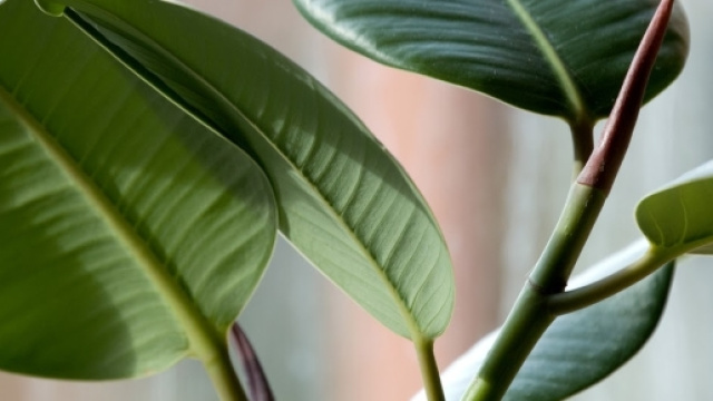 Piante utili contro l'inquinamento domestico