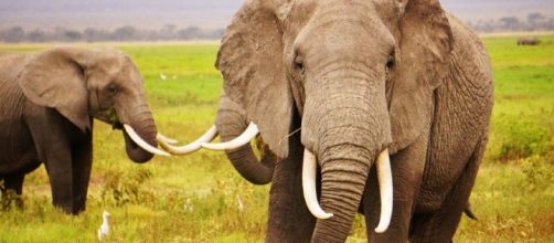 China's Ivory Ban - treadright.org