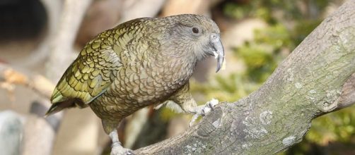 Kea's really know how to spread the joy! / Photo via Parrots make each other laugh, at least kea birds in New Zealand ... - wsbradio.com