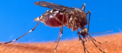 Uma das principais formas de combater o mosquito &eacute; evitar &aacute;gua parada