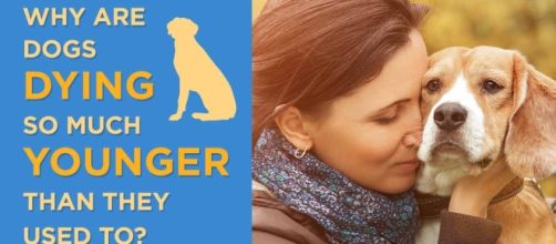 Dog Breeds and Their Life Span - mercola.com