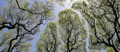 Verticalia Valencia, Poda de Arboles y Palmeras.: La Timidez de ... - verticaliavalencia.es