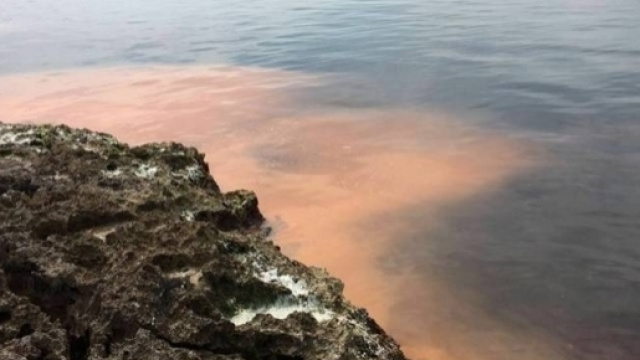 Salento, paura per il mare diventato rosso: &egrave; un'alga - foto viagginews.com