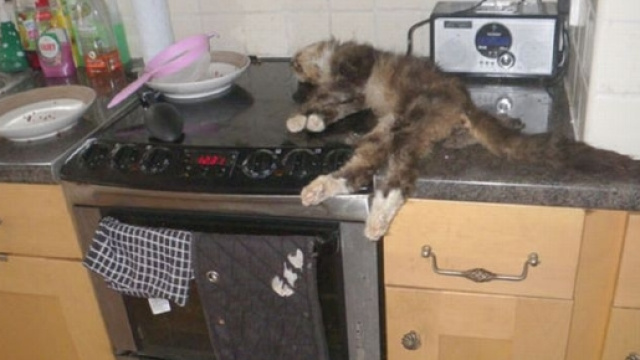 UK, abbandonano animali domestici in casa e vanno in vacanza