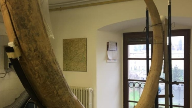 Una delle due zanne restaurate di mammut bergamasco vissuto circa 30 mila anni fa, esposte al pubblico per la prima volta. Foto: Facebook.