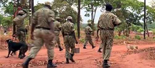 Shelter dogs from the USA fight Africa's poachers / Photo screencapped from ShelterMeTV via Youtube