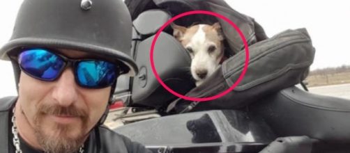 Vio un hombre golpeando cruelmente a un perro en la autopista y lo ... - zoorprendente.com