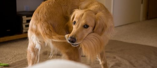 Bristol University Researching Why Dogs Chase Their Tails ... - 3milliondogs.com