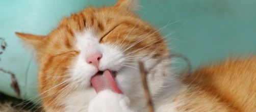 Do cats really like humans - pixabay.com
