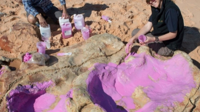 Australie : d&eacute;couverte rare d'empreintes de dinosaures - Le Parisien - leparisien.fr