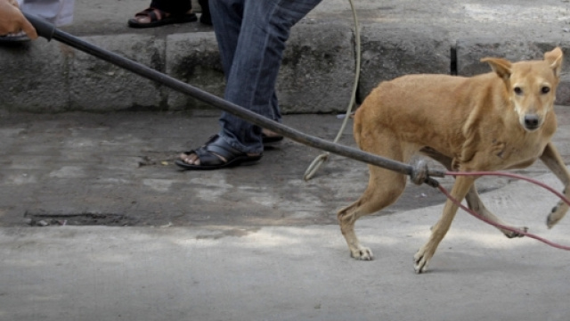 Un accalappiacani cattura un animale randagio.