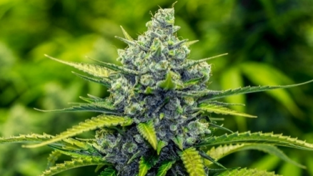 Una pianta di cannabis in fiore.