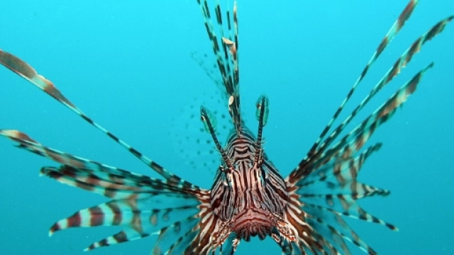 Una foto del velenoso pesce scorpione