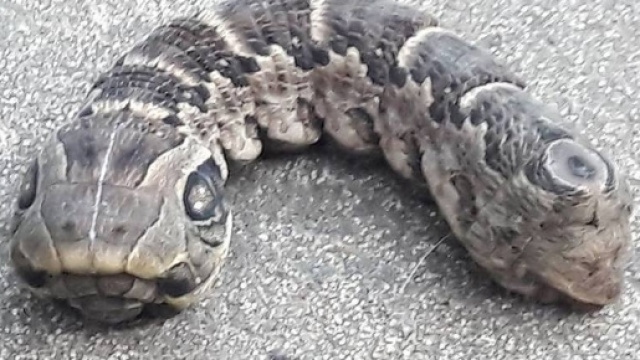 Una strana creatura a due teste con le somiglianze di una vipera