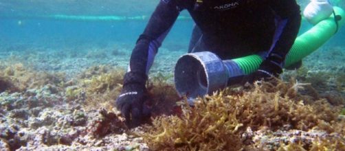 habitat | NOAA's Response and Restoration Blog | Page 9 - wordpress.com