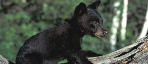 Photo via Pixabay / Public Domain