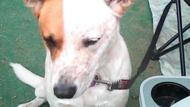 La cagnolina Abby che ha salvato la sua padrona (foto tratta da Facebook)