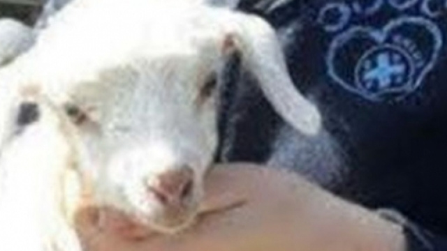 Uno degli agnelli salvati a Salerno - foto tratta dal sito dell'Enpa.
